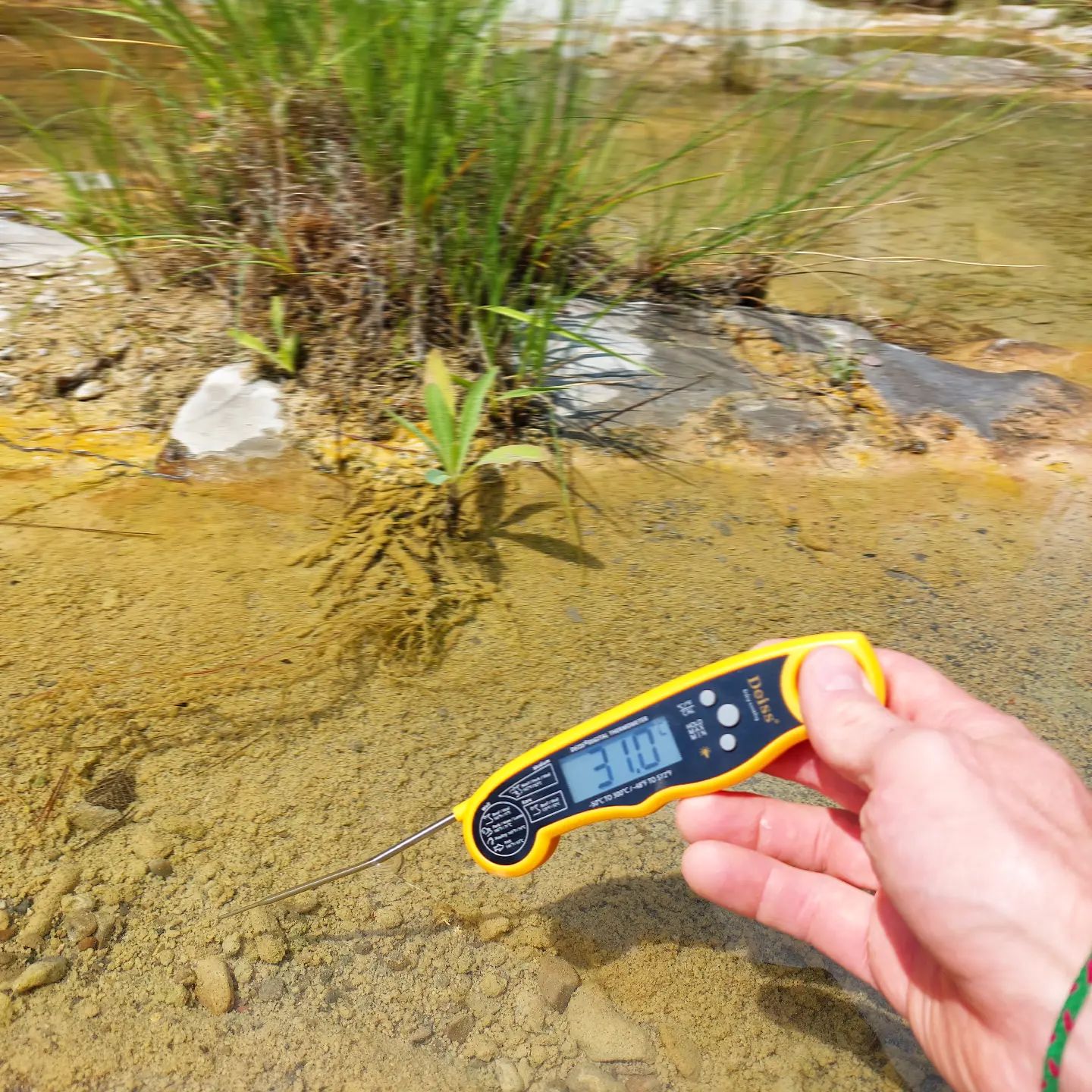 There is large temperature variation in the refuge pools we are sampling, with many actually keeping a moderate temperature due to sufficient cover, but others heating up to well over 30C. This large pool ranged between 29C and 33C, which, so far, the Mediterranean barbel still seem to be able to withstand

#freshwaterecology #freshwaterstream #environmentalchange #fieldbiology #fieldresearch #riversampling #lagarrotxa #riuscatalans