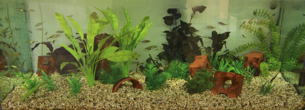 One of the social housing tanks I use to house some of my hundreds of little stickebacks