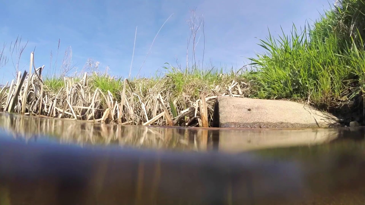 Wild schools of Moderlieschen