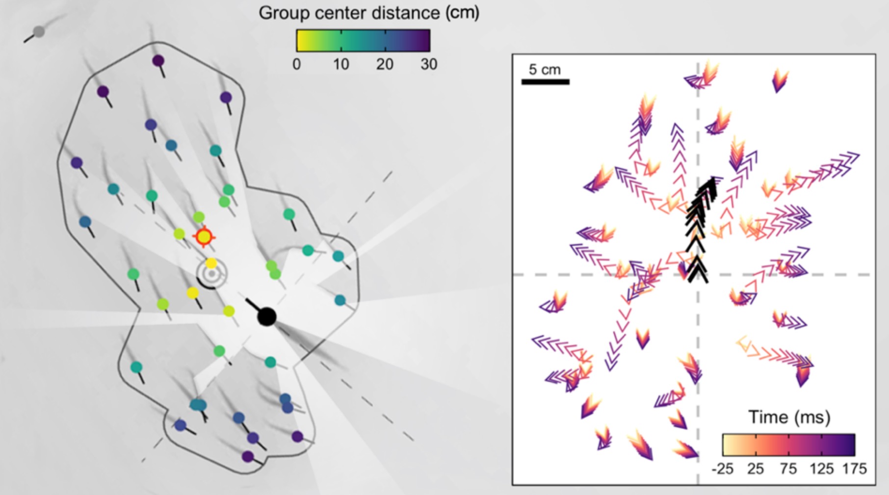 New preprint out on predation risk in schooling prey