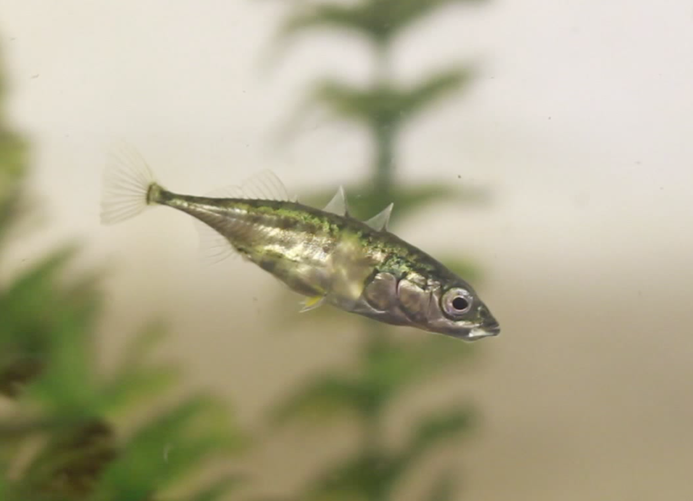 Stickleback spine-use project